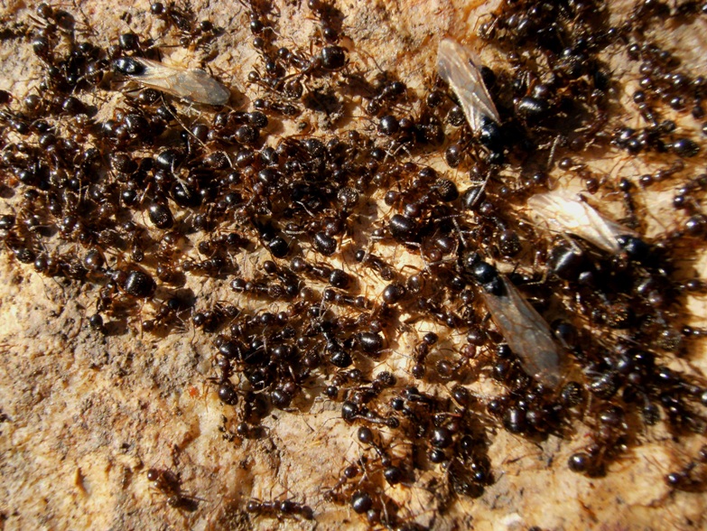 Formiche marzoline: Lasius, Messor e Camponotus lateralis